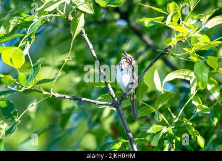 Piccolo Song Sparrow, cantando in un albero in una giornata estiva in Oregon, USA Foto Stock