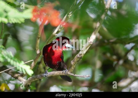 Tanager rosso brillante con becco d'argento arroccato in un albero ombreggiato nella foresta pluviale. Foto Stock