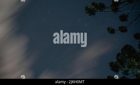 Un basso angolo di alte palme sotto il cielo stellato notte Foto Stock