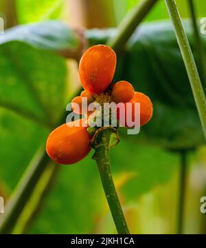 Nephthitis afzelii. Nefthite è una specie di piante fiorite della famiglia Araceae Foto Stock