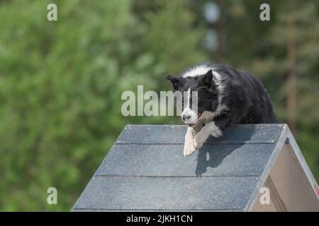 Il confine Collie si arrampica su un telaio a Foto Stock