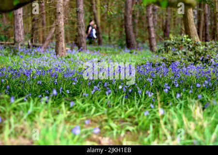 Un focus selettivo di bluebelle comuni (Hyacintoides non-scripta) con passanti in lontananza Foto Stock