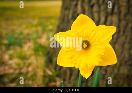 Naffodils a Pasqua su un prato. I fiori gialli bianchi brillano contro l'erba verde. I primi fioritori che annunciano la primavera. Piante foto Foto Stock