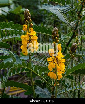 Di colore giallo brillante fiori di popcorn senna chiamato anche Senna didymobotrya trovati in Sri Lanka e India. Foto Stock