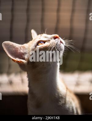 Un primo piano verticale di un adorabile gattino abissino con occhi gialli esposti al sole Foto Stock