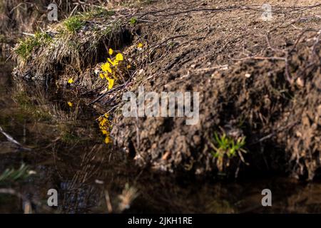 Un fuoco selettivo dei fiori gialli e un ramo caduto su una riva di un lago a Mosca, Russia Foto Stock