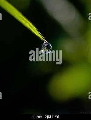 Un primo piano verticale di una goccia d'acqua appesa a una foglia Foto Stock