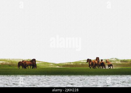 Gruppo di cavalli - stalloni che iniziano a inseguire l'un l'altro sulla riserva di Rachel Carson, composta da Town Marsh, Carrot Island, Bird Shoal e Horse Island. Foto Stock