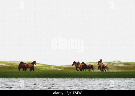 Gruppo di cavalli - stalloni che iniziano a inseguire l'un l'altro sulla riserva di Rachel Carson, composta da Town Marsh, Carrot Island, Bird Shoal e Horse Island. Foto Stock