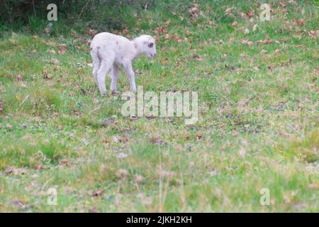 Un primo piano dell'agnello che pascola nel campo. Pontevedra, Galizia, Spagna. Foto Stock