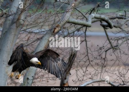 Aquila calva che atterra su ramo in albero Foto Stock