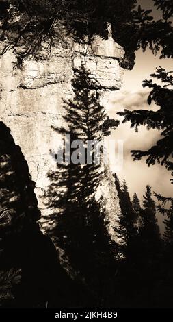 Un'immagine verticale in scala di grigi di ombre di pini su una formazione rocciosa Foto Stock