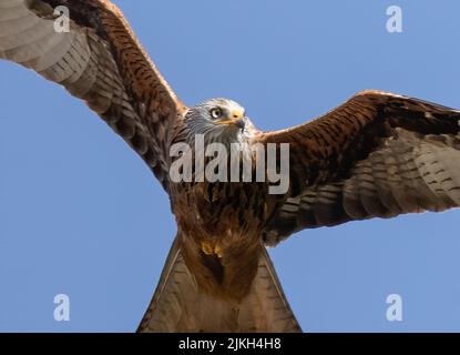 Un primo piano di un uccello Red Kite che vola con ali aperte in un cielo blu Foto Stock