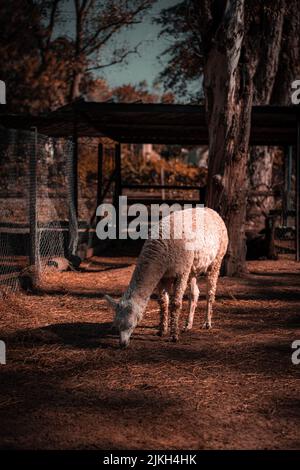 Un colpo verticale di un lama bianco (lama glama) che mangia erba in una fattoria Foto Stock