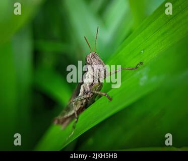 Le cavallette sono un gruppo di insetti appartenenti al sottordine Caelifera. Sono tra quello che probabilmente è il più antico gruppo vivente di erbe da masticare Foto Stock