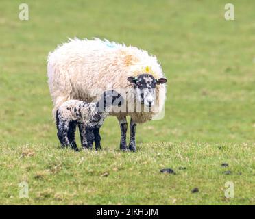 Una pecora Lonk con un nuovo nato carino agnello su un prato verde Foto Stock