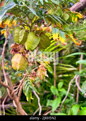 Un colpo verticale di Koelreuteria paniculata verde sugli alberi Foto Stock