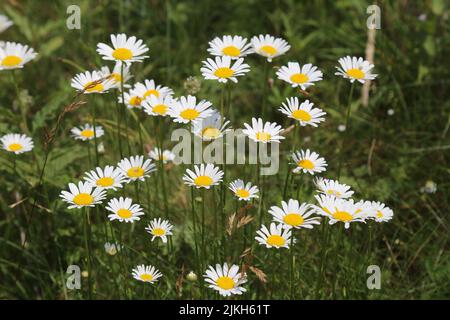 Fioritura di fiori bianchi margherite nel prato. Primavera scena natura con margherite bianche fiorite in luce solare. Foto Stock