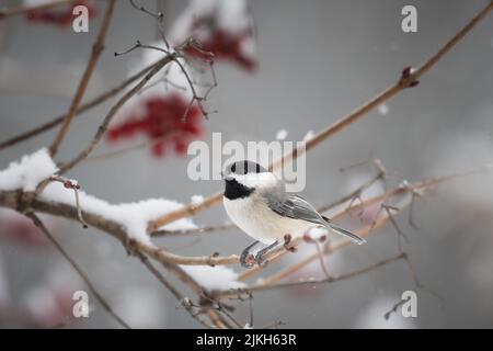 Carolina Chickadee (Poecile carolinensis) arroccato su un ramo isolato da uno sfondo pulito circondato da neve Foto Stock