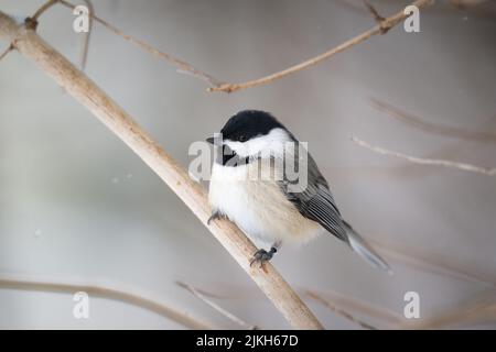 Carolina Chickadee (Poecile carolinensis) arroccato su un ramo isolato da uno sfondo pulito circondato da neve Foto Stock