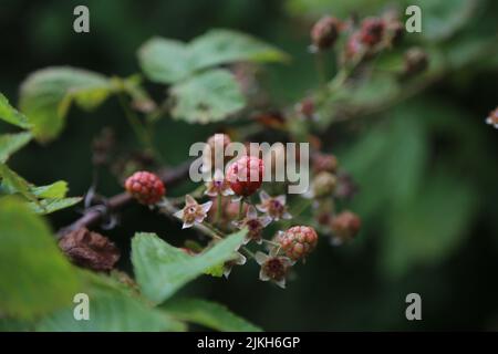 Un ramo di lamponi freschi maturi su fondo verde sfocato Foto Stock