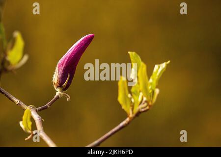 Un primo piano di un bozzolo viola di magnolia liliiflora su un ramo di un albero pronto a fiorire Foto Stock