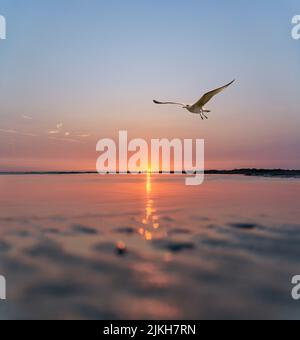 un tiro a basso angolo di un gabbiano volante sul mare al tramonto Foto Stock