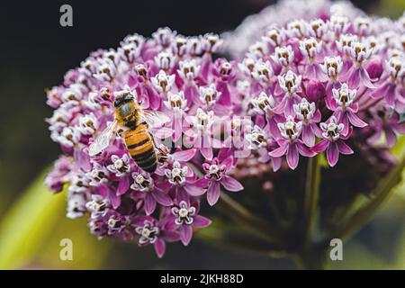 Un primo piano di un'ape impollinante su palude rosa munghie Foto Stock