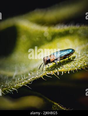 Primo piano verticale di Anthaxia nitidula in foglia verde Foto Stock