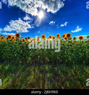 Un colpo verticale di girasoli comuni (Helianthus annuus) che crescono sotto un cielo blu brillante Foto Stock