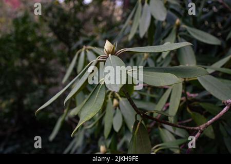 Un primo piano di germogli di rododendro e foglie in un giardino Foto Stock