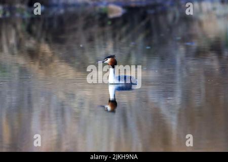 Un grande grebe crested (Podiceps cristate) che si sta tuffando in un lago Foto Stock