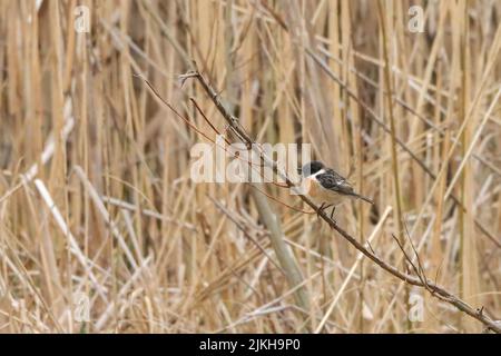 Primo piano di uno stonechat europeo (Saxicola rubicola) su un ramo secco Foto Stock