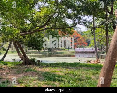 Splendidi alberi nel giardino botanico Kolkata in una giornata di sole Foto Stock