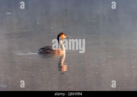 Un grande grebe crested (Podiceps cristate) che si sta tuffando in un lago Foto Stock