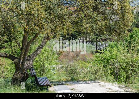 Una vista panoramica della zona forestale con una sola panca in legno sotto l'albero nel parco urbano di Loures, Portogallo Foto Stock
