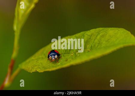 Una messa a fuoco selettiva di un simpatico Ladybug in piedi su una foglia verde Foto Stock