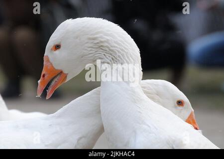 Un primo piano di due oche bianche con bebe arancioni Foto Stock