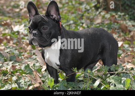 Un adorabile bulldog francese bianco nero in un parco Foto Stock