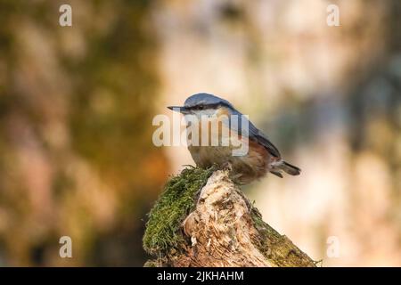Un primo piano di un nuthatch eurasiatico seduto su un tronco d'albero mossy Foto Stock