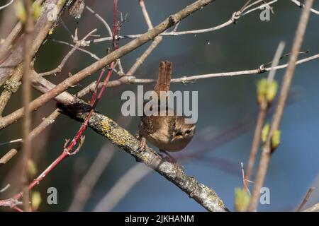 Un primo piano di un wren eurasiatico seduto su un ramo d'albero Foto Stock