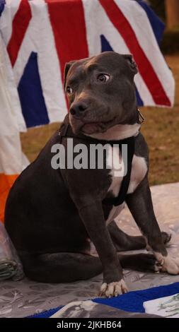 Un colpo verticale di un bel cane marrone americano Staffordshire Terrier con la bandiera britannica sullo sfondo Foto Stock