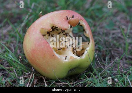 Le formiche che mangiano una mela marcio a terra Foto Stock