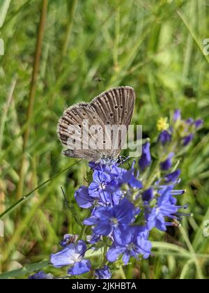 Un primo piano verticale di Phengaris rebeli, comune nome montagna Alcon blu sul fiore Veronica. Foto Stock