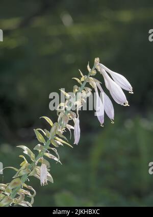 Hosta flower (Hosta sieboldiana) Foto Stock