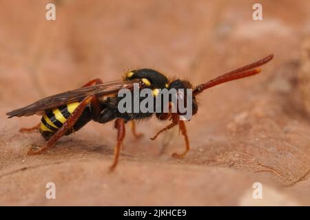 Primo piano su una colorata femmina rossa Orange corned Nomad ape, Nomada fulvicornis seduta su una foglia secca Foto Stock