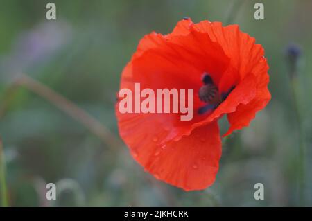 Macro ravvicinata di una pianta rossa di papavero comune con sfondo sfocato Foto Stock