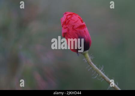 Macro ravvicinata di una pianta di fiori di papavero di oppio rosso con sfondo sfocato Foto Stock