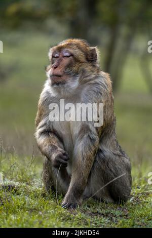 Un colpo verticale di un macaco barbaro seduto su un'erba a fuoco basso Foto Stock