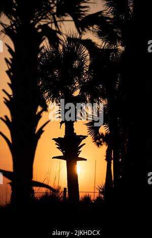 Un'immagine verticale di palme sulla spiaggia di Destin, Florida, in un luminoso sfondo del cielo al tramonto Foto Stock